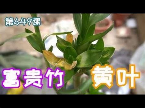 萬年青莖變黃|萬年青變黃怎麼辦？教你恢復翠綠的秘訣 – 植物盆栽綠寶典